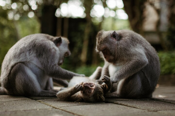 Family of long-tailed macaque at Uluwata temple in Bali, Indonesia