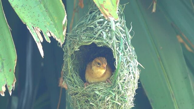Close-up bird in a bird's nest on palm tree 
