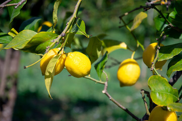 Fresh lemons harvesting, citrus tree close up.