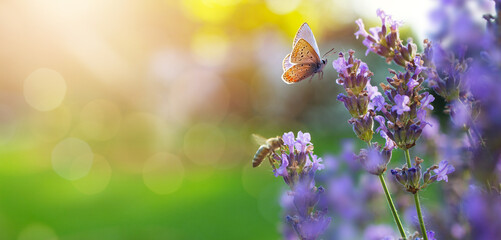 Sunny summer nature background with fly butterfly and lavender flowers  with sunlight and bokeh. Outdoor nature banner; Copy space