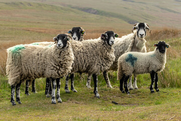 Swaledale sheep free roaming on managed grouse moorland in the Yorkshire Dales, UK. Four ewes and one well grown lamb.  Facing forward.  Horizontal.  Copy space