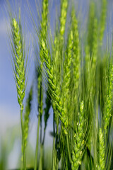 Green wheat field close up image. Agriculture scene