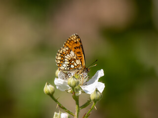 Heath Fritillary Butterfly Feeding on a Bramble Flower