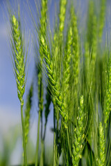 Green wheat field close up image. Agriculture scene