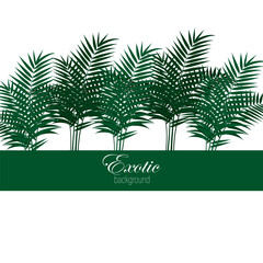 Fototapeta na wymiar Palm leaves vector on white background, exotic abstract palm leaves