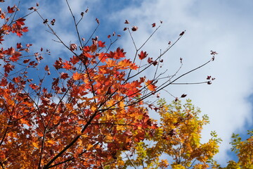 熊野古道の紅葉