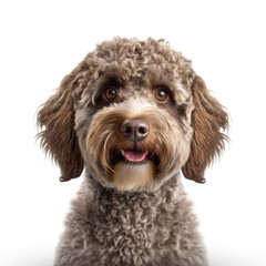 portrait of a lagotto dog isolated on a white background, ai generative