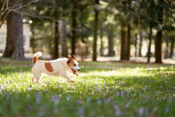 dog plays in park. Active Jack Russell Terrier on grass. Walking with a pet