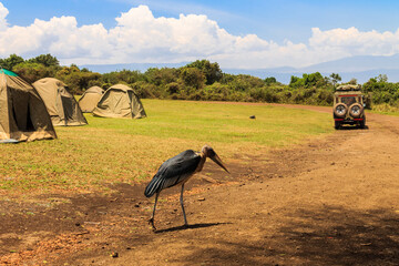 Marabou stork (Leptoptilos crumenifer) walking in a camp site in Tanzania