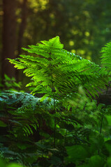 fern in the forest