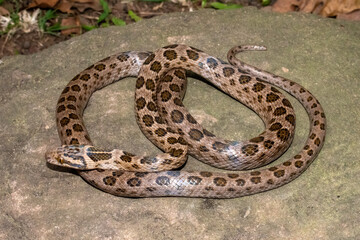 Spotted rock snake (Lamprophis guttatus) in the wild