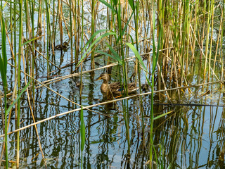 duck with little ducklings swims in a lake with reeds