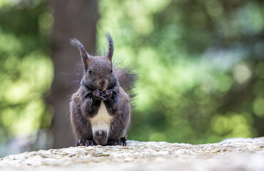 A cute brown red squirrel on a rock against a blurred background - obrazy, fototapety, plakaty