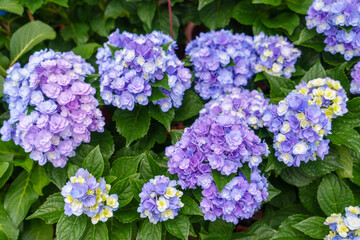 Obraz premium Blooming blue, purple, yellow, white hydrangeas in the garden. Shilin Official Residence Hydrangea Exhibition. Taipei, Taiwan