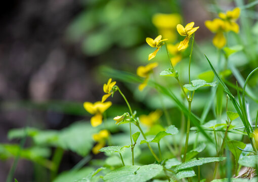 Alpine yellow violet, arctic yellow violet, or twoflower violet - Viola biflora. Picture taken in June in Swiss Alps.