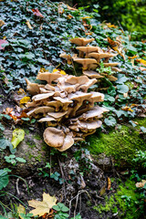 Champignons dans une forêt en automne