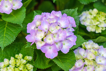 Blooming blue, purple, pink, white hydrangeas in the garden. Shilin Official Residence Hydrangea Exhibition. Taipei, Taiwan