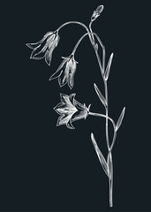Harebell vector illustration. Hand drawn bluebell - summer flower sketch. Wildflower, meadows, weeds, flowering plant drawing on chalkboard. Floral design element in engraved style