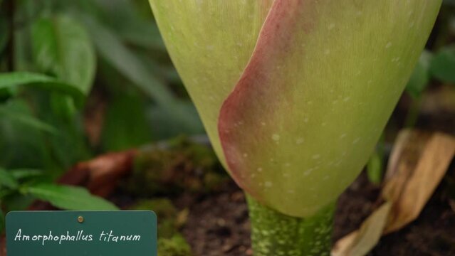 Closeup Of Rare Corpse Flower (Amorphophallus Titanum) In Bloom At Botanical Garden In Paris, France. tilt-up