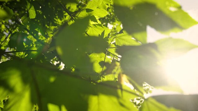 Branches and leaves waveing in the wind. Moving foreground elements as well as flareing from the sun.