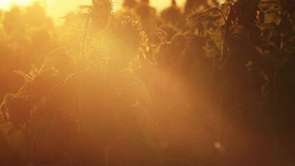 Daybreak with the morning sun over a field of sunflowers.