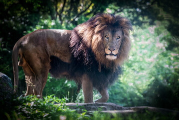 A male lion in the jungle lit with sunlight, a portrait shot of the whole body and eyes staring...