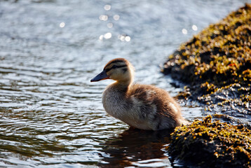 Mallard ducklings exploring the river