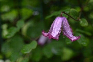 Bell-shaped viorna Clematis flowers. Ranunculaceae perennial vine. Blooms from May to October.