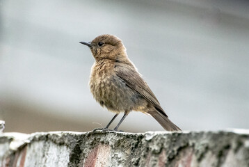 Indian brown rock chat bird
