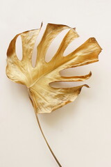 Dry monstera leaf beige color on beige backgrouns fine art poster. © irenastar