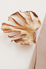 Dry monstera leaf beige color on beige backgrouns fine art poster.
