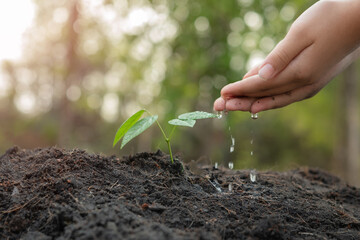 hands holding plant with soil.World environment day and sustainable environment concept. child hand watering young tree. ecology. Teamwork protecting and reduce global warming earth.