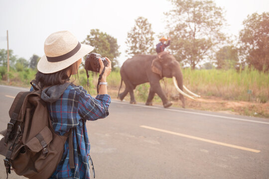 female traveler holding the camera for taking pictures. woman traveler with backpack holding hat and looking at amazing  watching elephants, wanderlust travel concept, atmospheric epic moment.