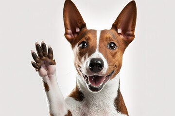 Adorable brown and white basenji dog smiling and giving a high five isolated on white, hyperrealism, photorealism, photorealistic