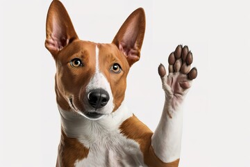Friendly smart basenji dog giving his paw close up isolated on white, hyperrealism, photorealism, photorealistic