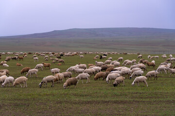 Naklejka premium Flock of sheep grazes on a green field against the background of mountains on a cloudy day. Lots of white fluffy sheep on a green field