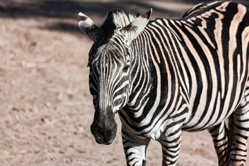 Fototapeta premium Cute zebra portrait . Striped black in white animal 
