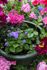 Colorful flowers in pots and containers outdoors, vivid color potted flowers in home garden, background of cultivated bright flowers