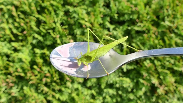 Green grasshopper Phaneroptera falcata, Sickle-bearing Bush-cricket on silver spoon eats the leftover fruit smoothie on sunny day against the backdrop of greenery - close-up shot.