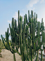 cactus in the desert
