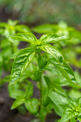 Purple Basil and Green Basil