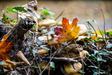 Champignons dans une forêt en automne