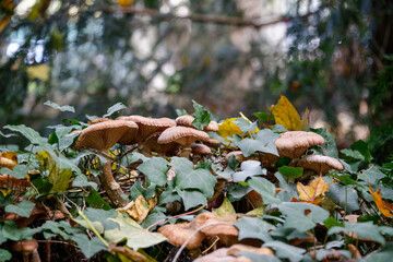 Champignons dans une forêt en automne
