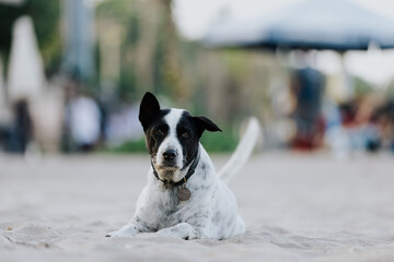 Stray dog on the beach at Seminyak, Bali, Indonesia