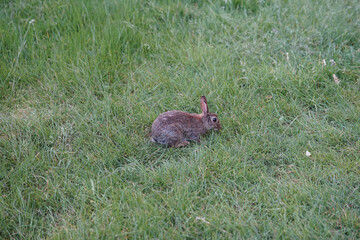 rabbit in the grass. Bushy Park, London