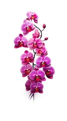 Fototapeta na wymiar Orchid flower isolated on white background. Beautiful blooming plant. Generative AI
