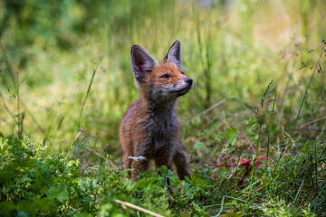 Curious Red Fox Kid in Transylvania, Romania.