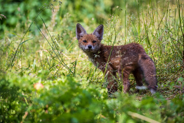 Curious Red Fox Kid in Transylvania, Romania. - 613458491