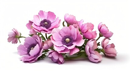 Anemone flowers isolated on white background. Beautiful blooming plants. Generative AI
