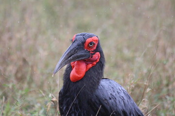 red billed hornbill © Cathy